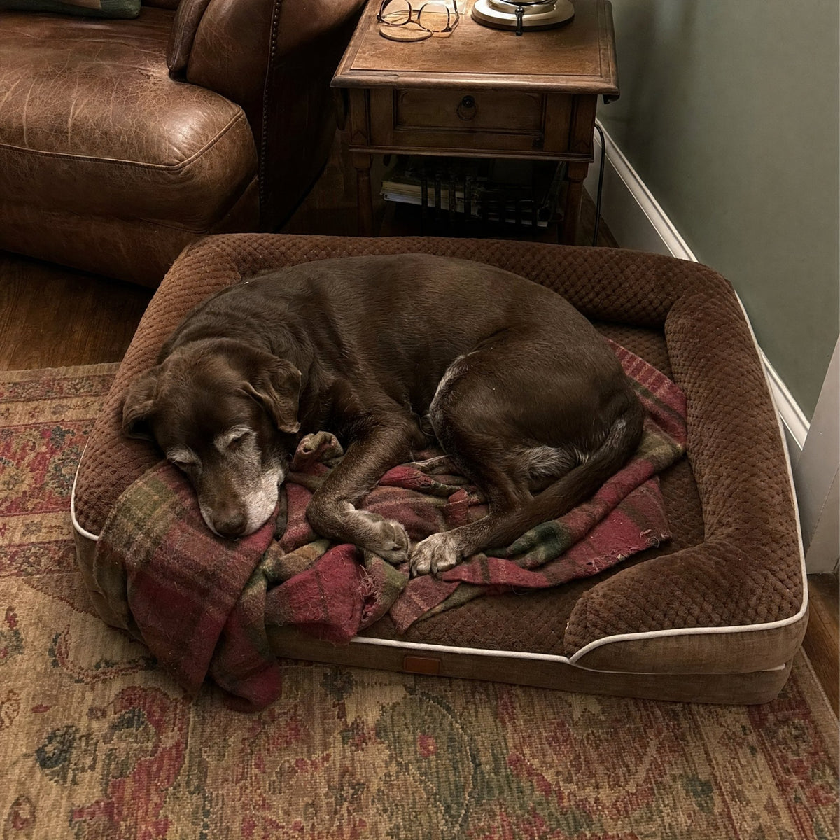 A senior chocolate Lab asleep on the brown bed with his old blanket
