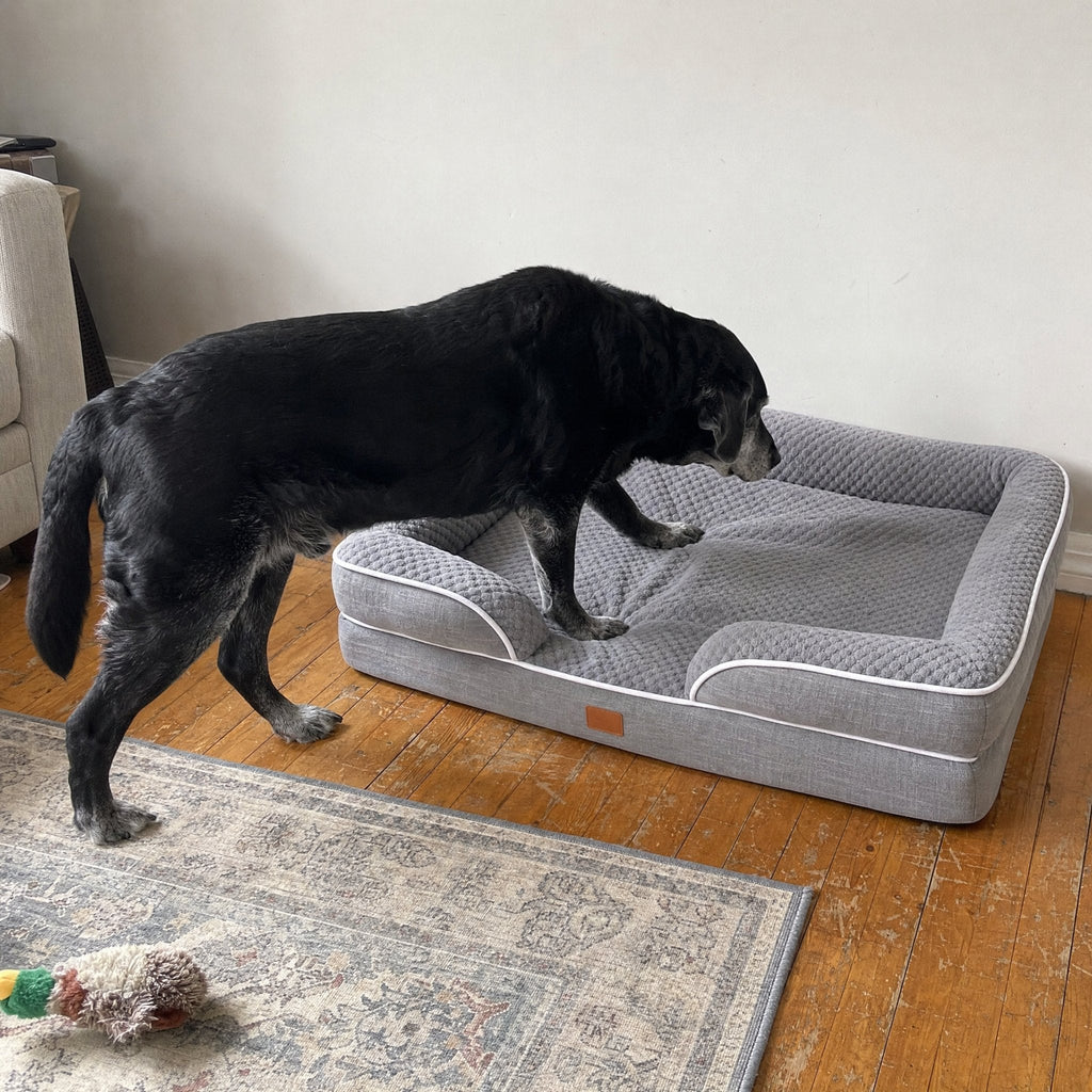 A senior black Lab stepping onto the bed through the open front: no wall to climb over