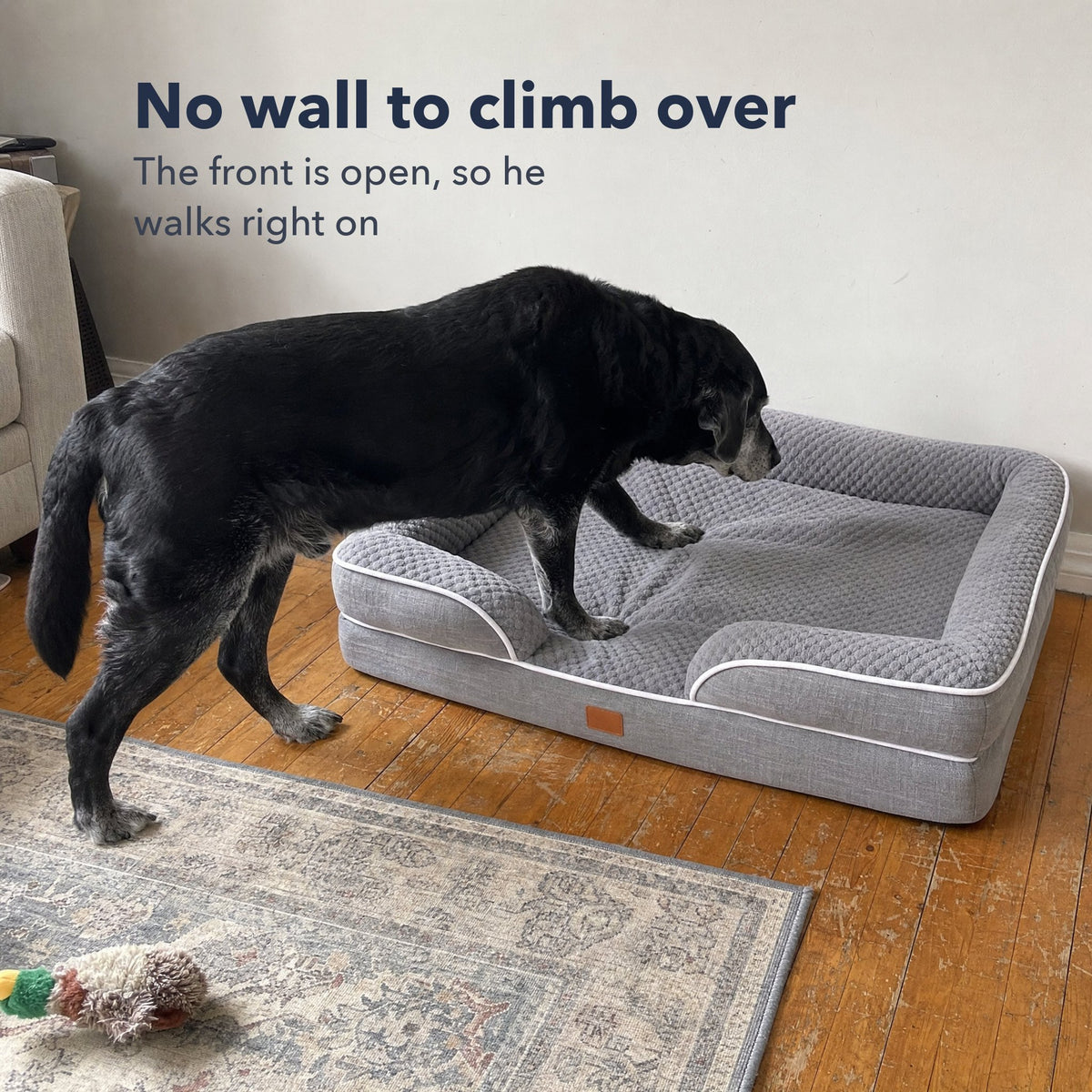 A senior black Lab stepping onto the bed through the open front: no wall to climb over